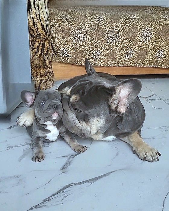 Mini Blue Eyes Lilac Frenchie