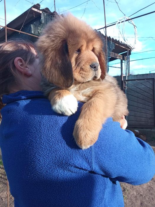 В'язка Тибетський Мастифа !