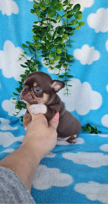 Excecional mini menino Chihuahua/Chiuaua de Qualidade,LinhagemRussa