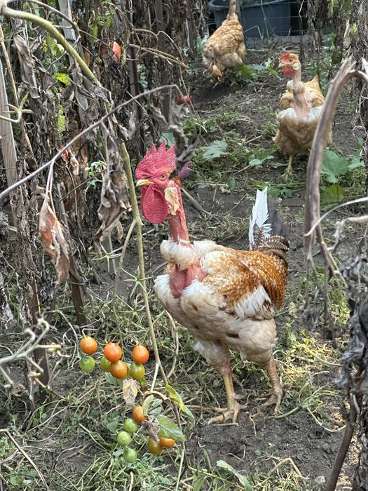 Galo de brinco amarelo