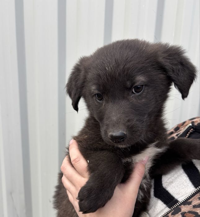 Suczka z krawatem szuka kochającego domu