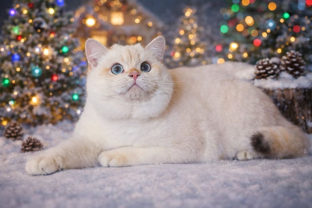 Мальчик Ник золотой колорный