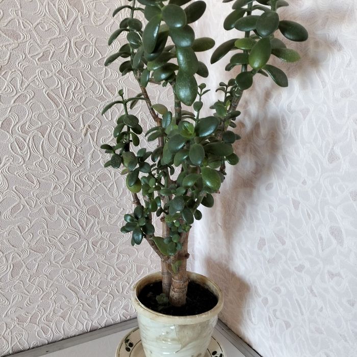 Денежное дерево Толстянка