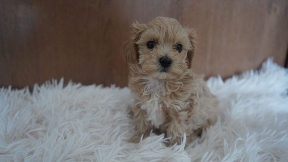 Suczka  Maltipoo