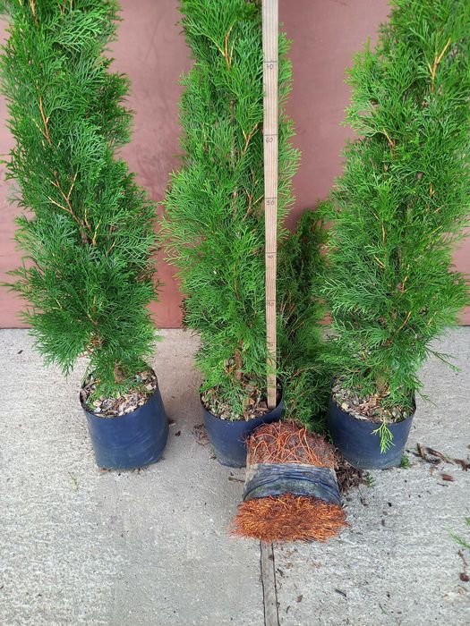 Tuja Szmaragd  100  120  140 donica 5l  DOSTAWA