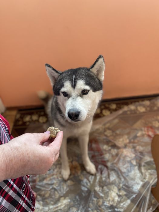 Неймовірний пес хаскі шукає родину!