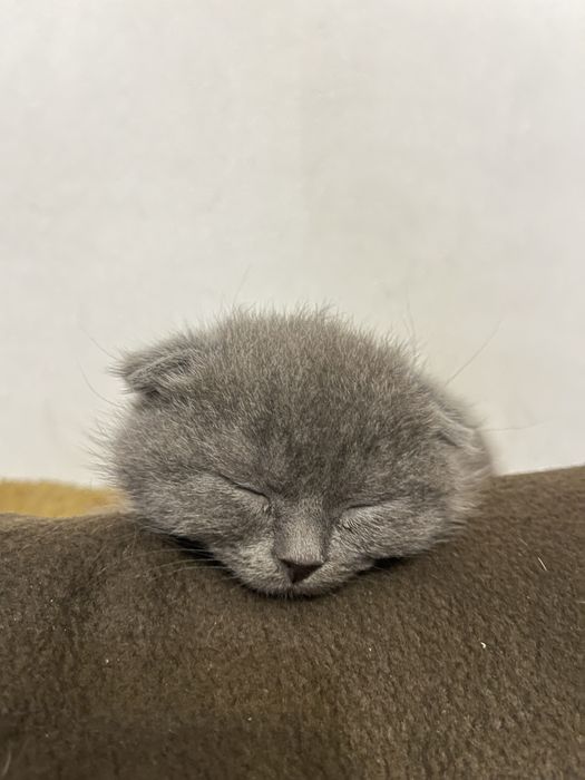 Кошення шотландець