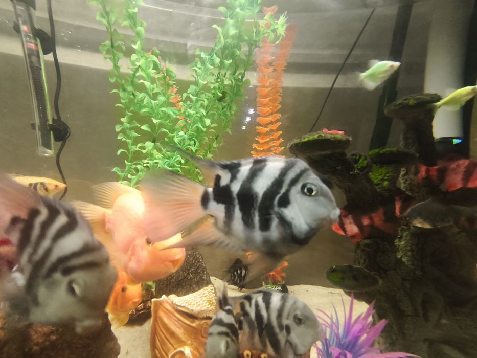 Сапфировый попугай