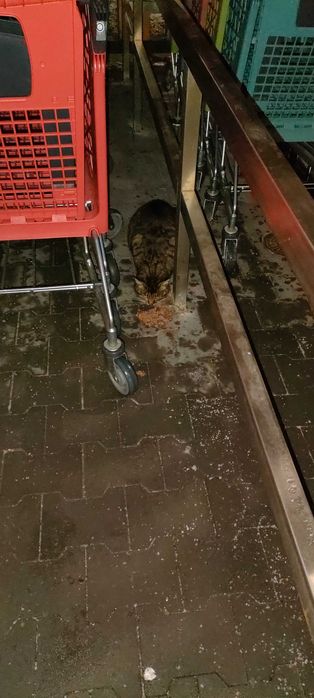 Pilne! Rozalia potrzebuje domu