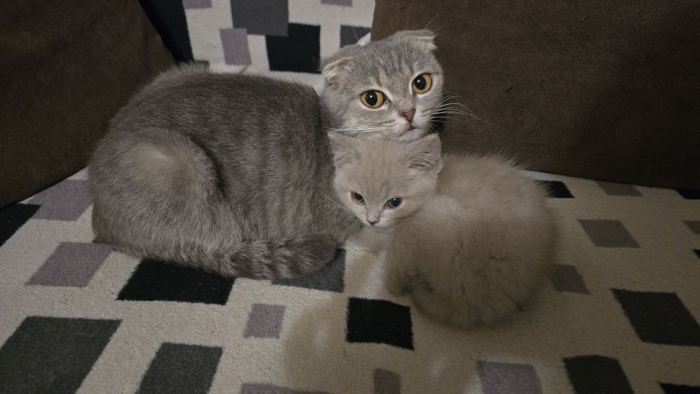 Грайливе кошенятко