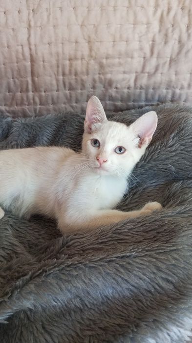 Gatinha de 3 meses para adoção responsável
