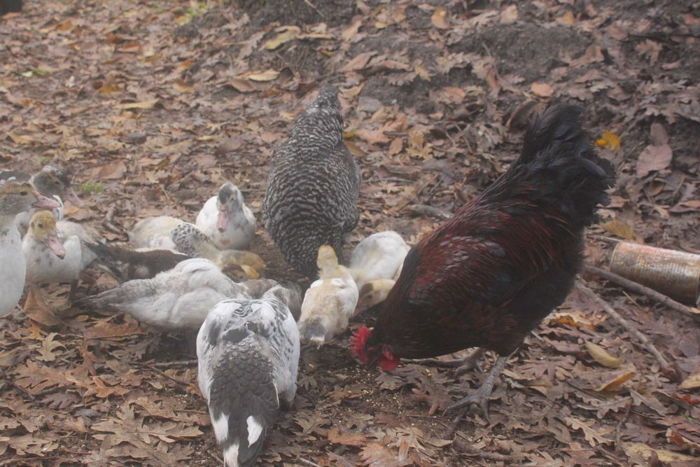 Galos jovens e lindos