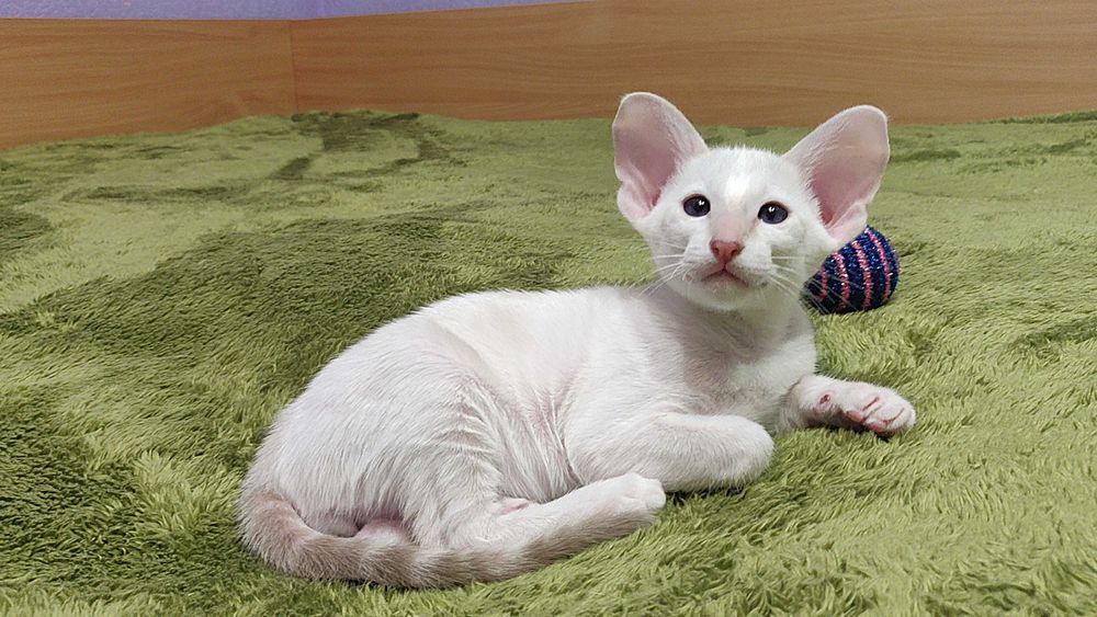 Орієнтали хлопчик Барс та дівчинка Бланш