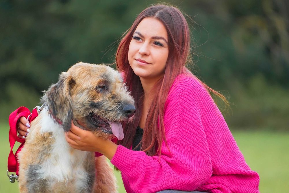 Flap - przepiękny szorstkowłosy pies szuka domu