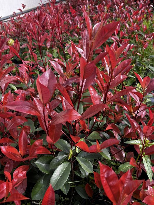 Photinia Red Robin