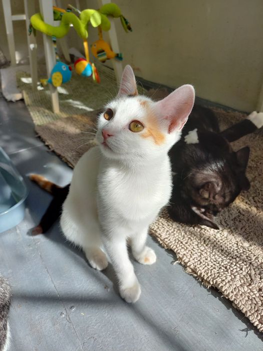 Кошечки ищут дом