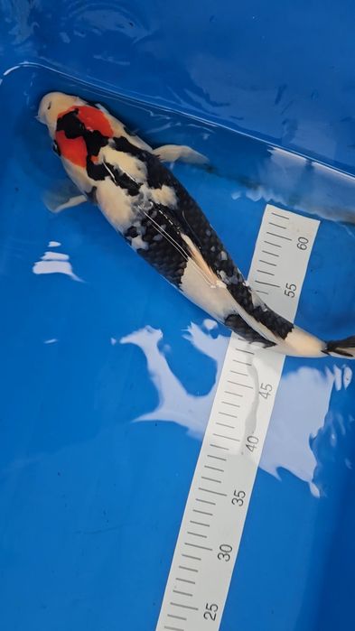 Carpa Koi - ISA - Tancho showa VHQ