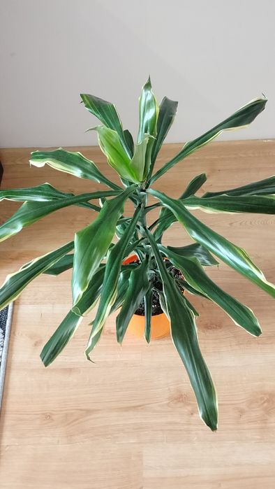 Dracena wonna bez pnia