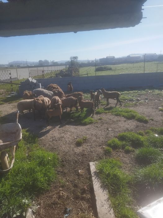 Ovelhas de quinta