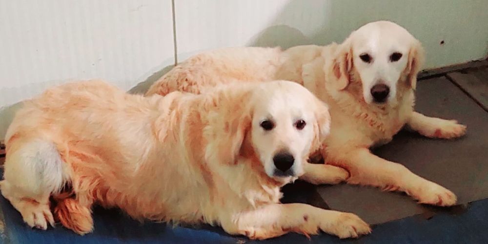 Golden retriever