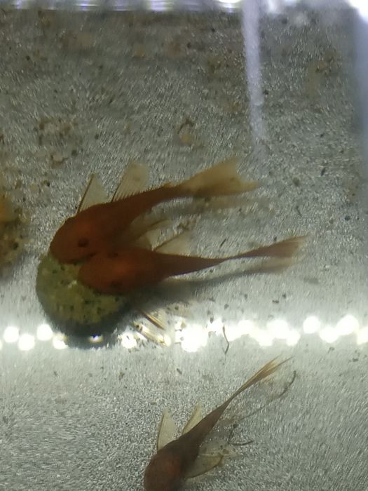 Glonojad zbrojnik  Super Red