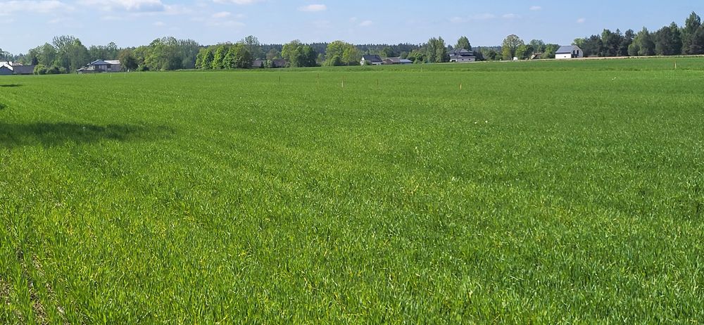 Sprzedam działkę w pomigaczach - Widok 5