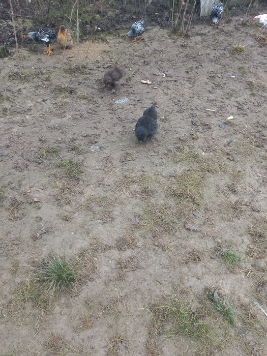 Кури китайська шовкова