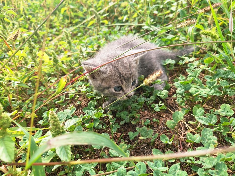 Продам милых котят