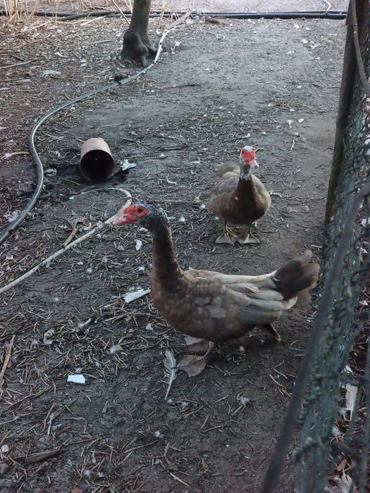 Patos Mudos Adultos
