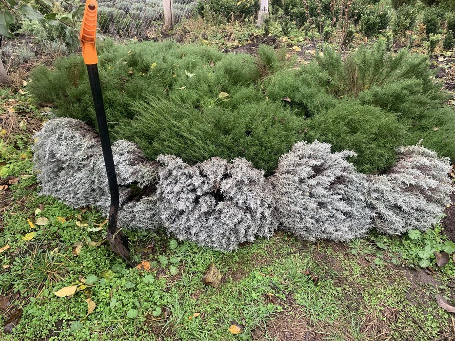 Сантоліна сиза і зелена