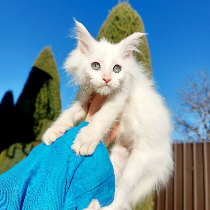 Велетні Мейн-кун