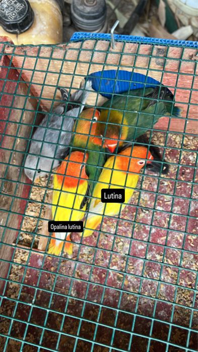 Agapornis ficher e personatus sexados