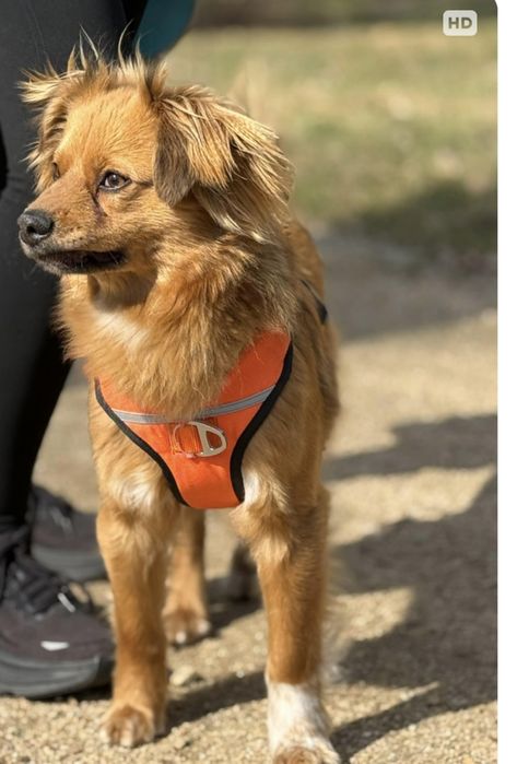 Ten piesek szuka domku