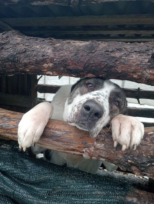 Собака породи алабай