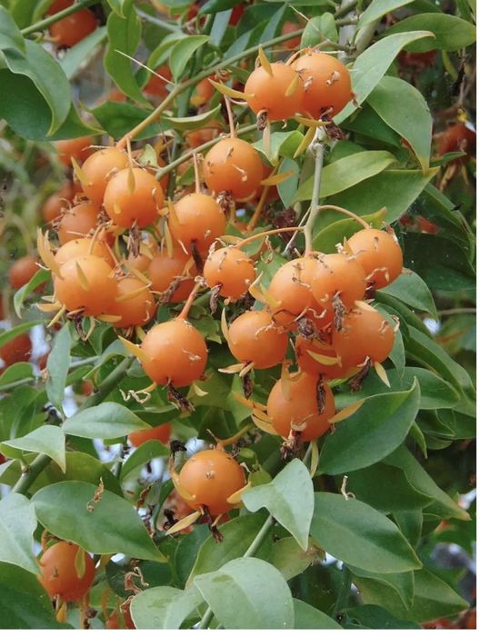 Ora-pro-nobis muito boa