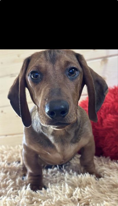 Гладка коричнева такса / гладкошерстна такса/ гладкошерстная такса