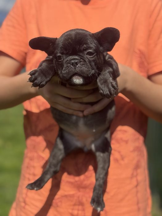Щенятка бульдожки в люблячі родини