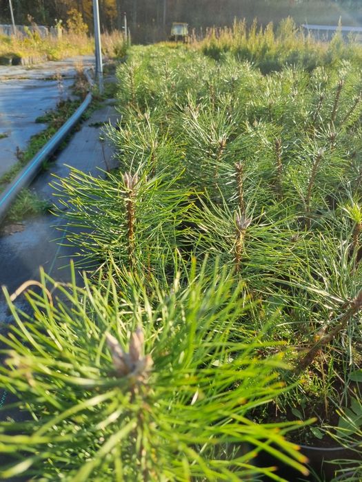 Sosna czarna doniczka 2l