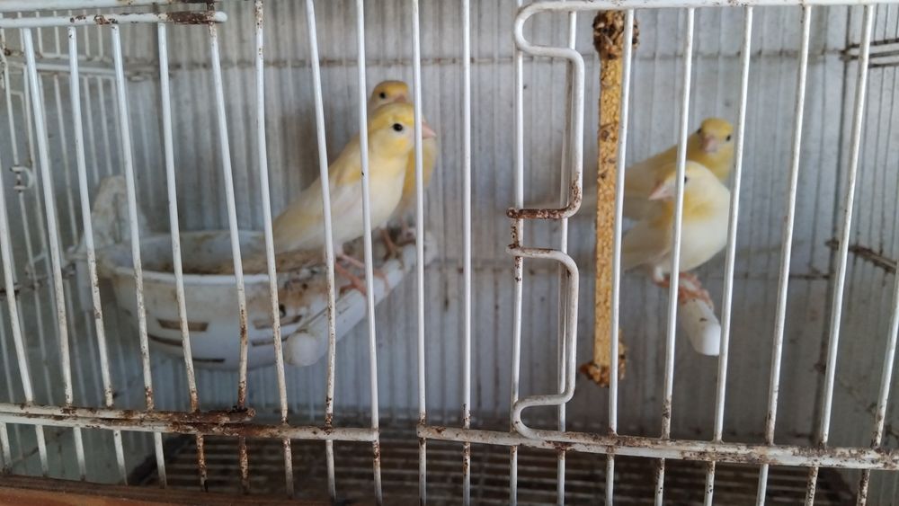 Vendo ou troco por outra aves