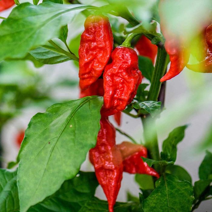 Pimenta Bhut Jolokia Vermelha (10 sementes)