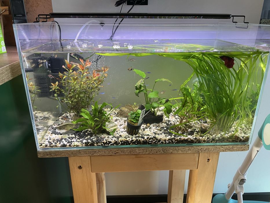 Akwarium 65x35x35. 80 l opti white