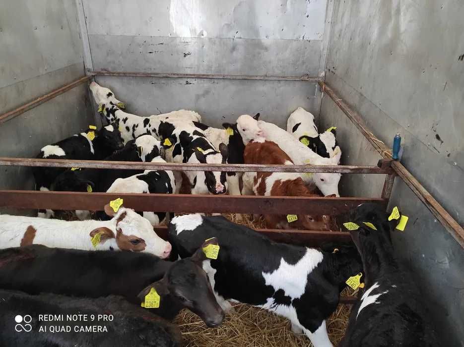 byczki polskie cieleta