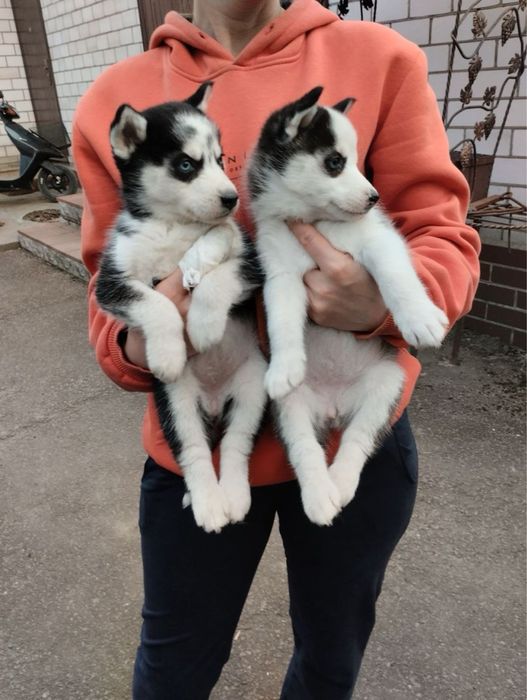Продам цуценят Сибірської Хаскі