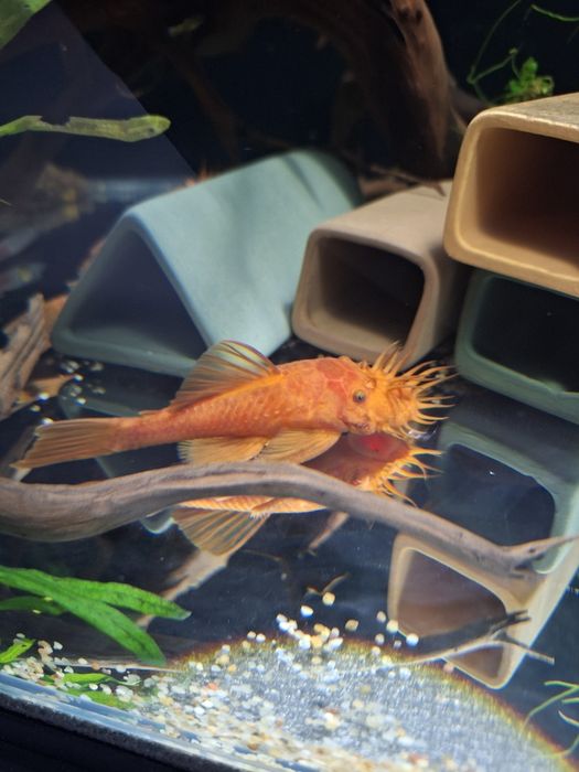 Zbrojnik ancistrus red para