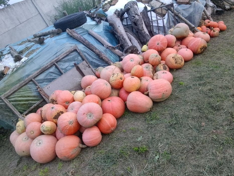 Dynie duże i małe