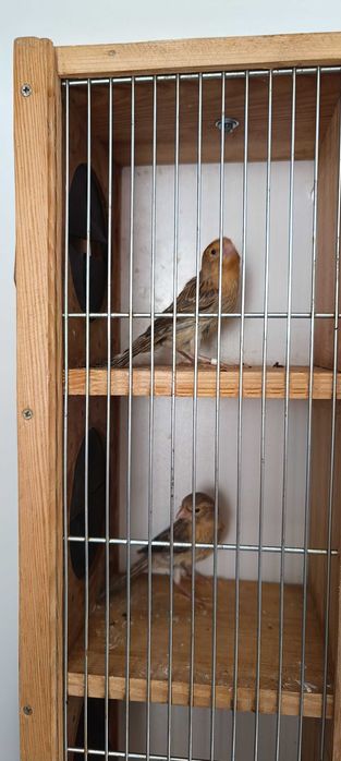 Kanarki młode samczyki