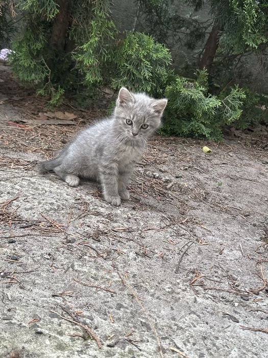 Відам котенятка котики маленькі