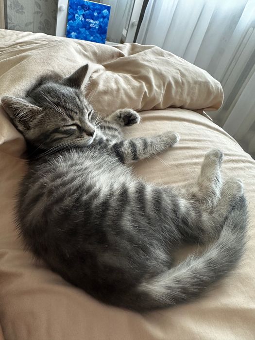 Отдам котёнка в хорошие руки
