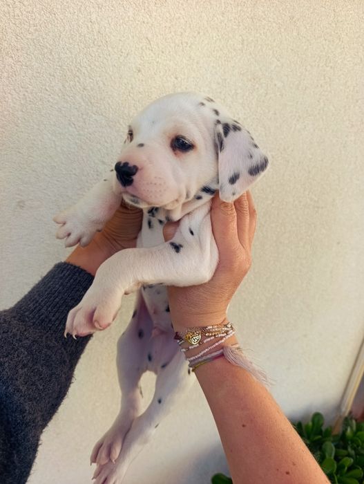 Dalmata macho 1 mes