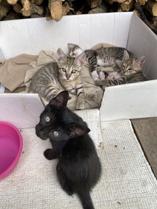 Dão-se gatinhos